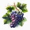 Branch red grape berries of purple berries. Illustration of grapes with leaves on white background. Proper nutrition, ripe berries