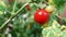 Branch of red and green cherry grown in a greenhouse. ripe tomato growing on a garden. Organic harvest, farming, agriculture.