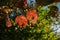 Branch with red leaves with holes in sunny day