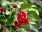 A branch of red medicinal fruits of hawthorn in autumn