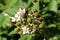 Branch of Red raspberry or Rubus idaeus perennial plant full of unripe green berries surrounded with open blooming white flowers