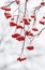 Branch with red ripe berries of mountain ash covered with snow