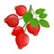 A branch of red ripe dog rose with leafs, Rosa canina fruit- line drawing, isolated, colored, icon