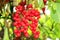 Branch of red ripe schisandra