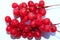 Branch of red ripe schisandra isolated