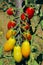 Branch of red ripe tomatoes. Gardening, nature, harvest concept.