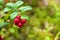 A branch with red ripe useful lingonberries close-up, forest gifts of nature.