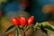 Branch with red rose hips, fruits of wild rose or  rosa canina in Plana mountain