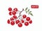 A branch of red rowan berries isolated, vector