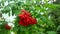 A branch of a red rowan tree sways in the autumn wind.