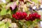 Branch of red viburnum in the garden. Bright red viburnum bunches in the autumn garden. Collection of raspberry harvest.