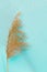 Branch of reeds foliage with shadows on neutral pastel blue background. Top view of reed foliage with copy space for