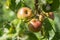 Branch of ripe apples on tree in garden. Sweet apples on tree in fruit garden