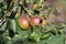 Branch of ripe apples on tree in garden. Sweet apples on tree in fruit garden