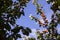 Branch with ripe apricots on the background of the blue sky, the collection of useful fruits, background