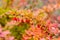 Branch with ripe barberry berries