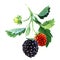 Branch with ripe blackberries, fresh berry, fruit with stem and green leaves, isolated, close-up. Organic vegetarian