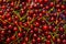 Branch of ripe cherries on a tree in a garden, Ripe cherries hanging from a cherry tree branch. just before harvest in early