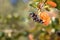 Branch of ripe chokeberry over fall blurred background. Fruits o