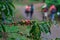 Branch of ripe coffee fruits in a coffee plantation with a group of walkers in a blurred background in the highlands of San