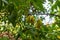 Branch  with ripe fruits fruit - carambola in the Gardens Almona collection, in the rays of the setting sun, in the Druze village