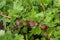 Branch of ripe gooseberries after rain