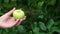 A branch of ripe green apples on a tree.