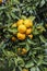 Branch of ripe juicy tangerines on on one of the plantations Jeju Island, South Korea