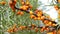 Branch with ripe orange sea buckthorn berries swaying in wind