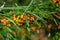 Branch of ripe orange sea-buckthorn on a sunny day, also referred to as sandthorn, sallowthorn, or seaberry. Closeup