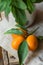 Branch of Ripe Organic Kumquats Green Leaves Bunch of Fresh Mint in Tin Can Jar Linen Towel Rustic Kitchen Interior Holistic