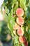 A branch of ripe peaches ready to be picked.