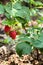 branch of ripe raspberries in a garden