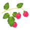 Branch of the ripe raspberry