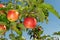 Branch of ripe red apples close-up. The concept of successful organic gardening