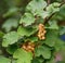 Branch of ripe white sweet currants in garden