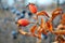 Branch of ripe wild rose berries on the background of blue thorn berries