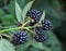 On the branch ripen the berries bramble Rubus fruticosus