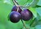 On the branch ripen fruits of plums Prunus cerasifera