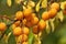 On the branch ripen fruits of plums Prunus cerasifera