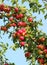On the branch ripen fruits of plums (Prunus cerasifera