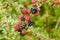 Branch of ripening wild blackberries