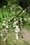 Branch of Robinia pseudoacacia with racemes of white flowers