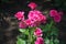 Branch of rose bush with magenta-colored flowers in June