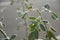 Branch of rose with green leaves covered in ice cold white frost in the winter