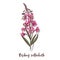 Branch of Rosebay willowherb. Medicinal herb