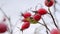 Branch of the rosehip bush is almost without leaves.