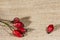 Branch of rosehip on rustic background with copy space
