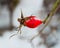 Branch of rosehips with red berry in snow. Winter background. Christmas , New Year