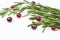 The branch of rosemary, cranberries, isolated on a white background